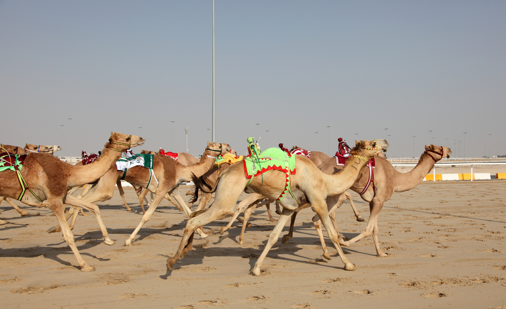 Camel racing with robot jockeys on a clear day during the least busy time to visit Qatar