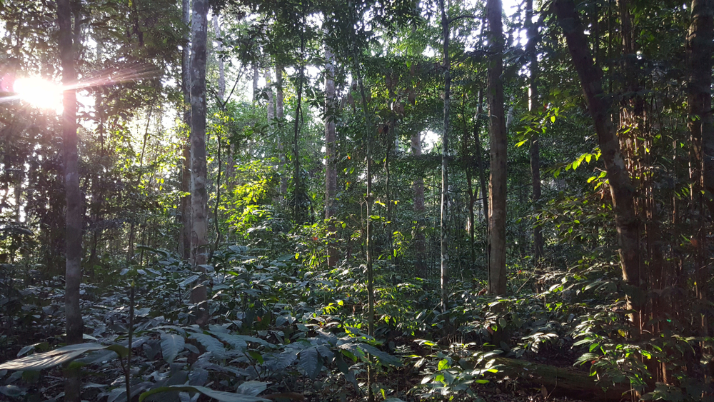 Loango National Park seen with sun rays shining through the trees to show what the best time to visit Gabon looks like