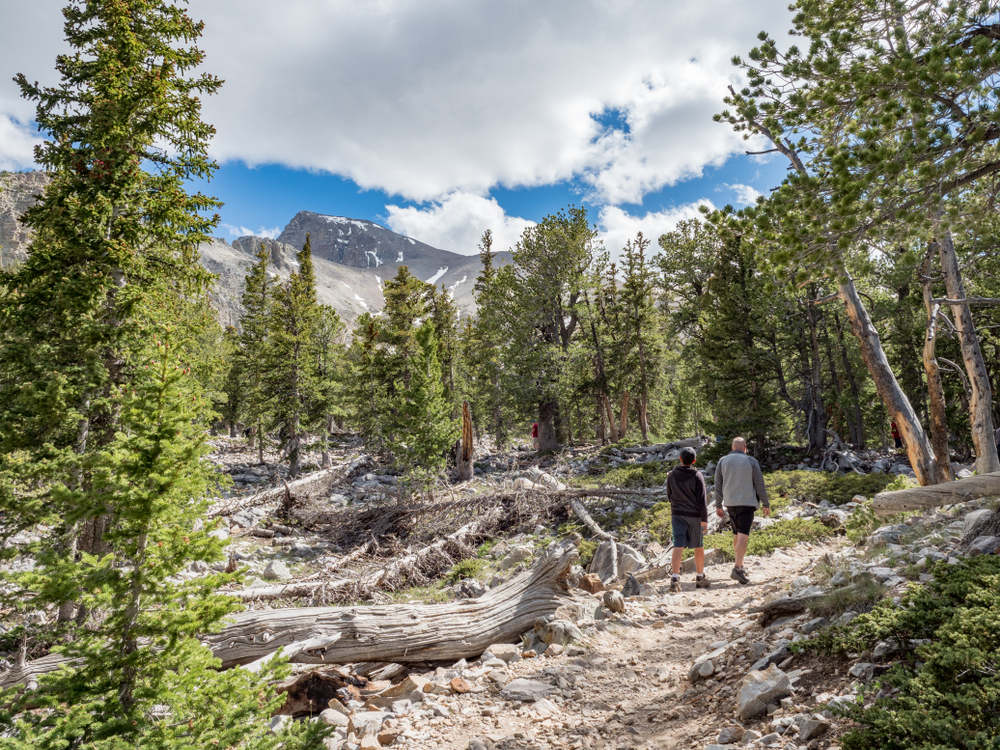 Father and son in long sleeves and shorts on a hiking path under the treeline hiking towards Wheeler Peak