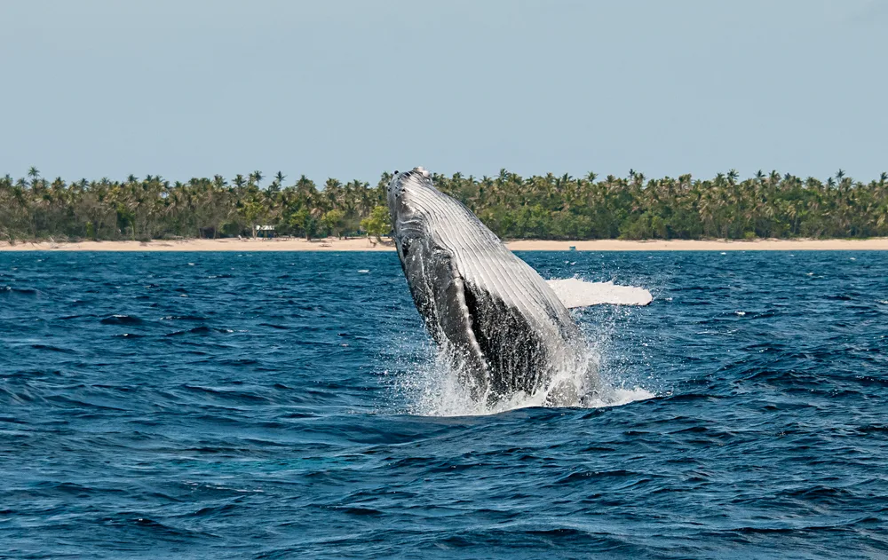 Humpback whale breaches the water just off the coast of Ha'apai for a frequently asked questions section on the overall best time to visit Tonga