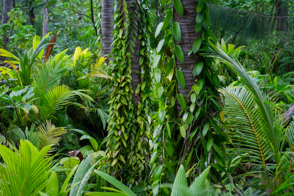 Vanilla bean plant climbing up trees in the rainforest during the worst time to visit Tonga in February and March during the wet season