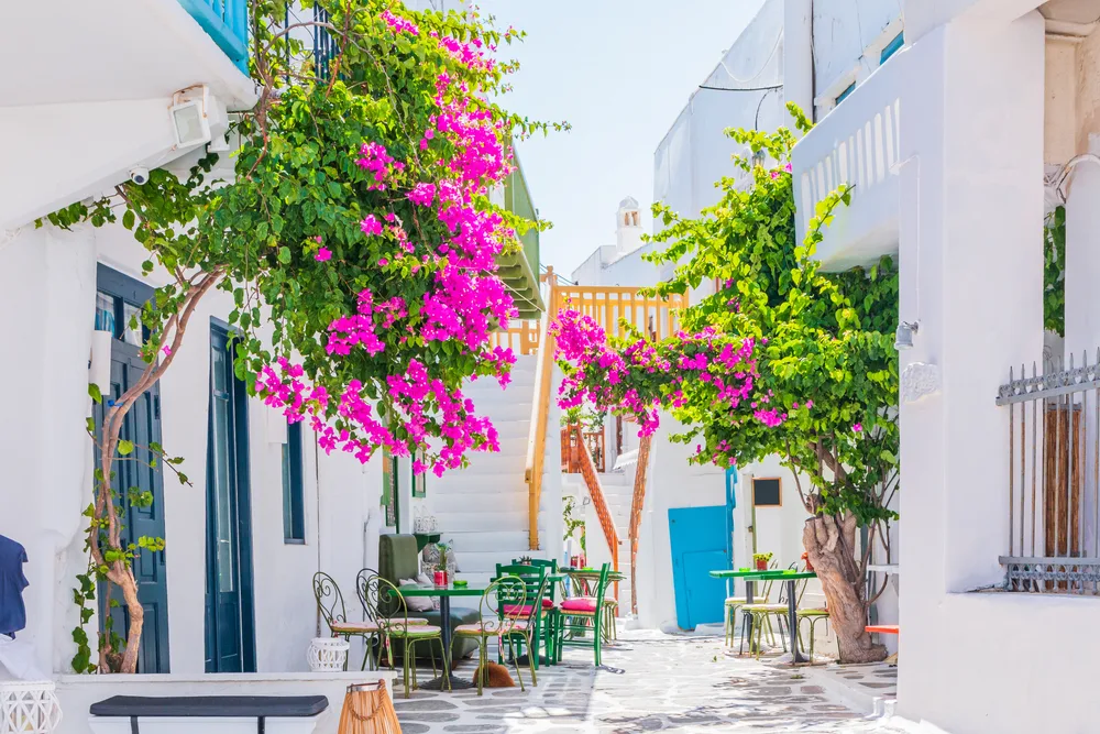 Signature bougainvillea flowers line an empty alley during the least busy time to visit Mykonos in the late fall, winter, and early spring