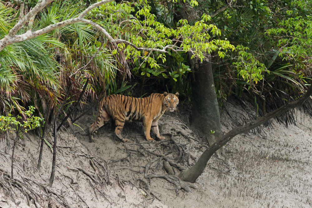 A female Royal Bengal tiger walks out of the mangroves at Sundarban Tiger Reserve to show the best time to visit Bangladesh