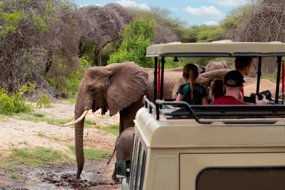 During the best time to visit Serengeti, a photo of an elephant right in front of a land rover with tourists inside it