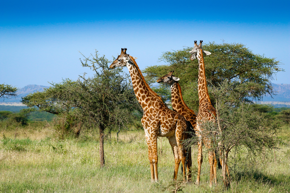 Three tall giraffes pictured standing in the middle of the Serengeti National Park