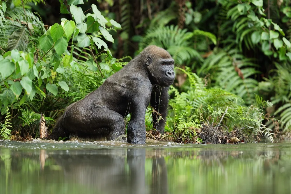 Western lowland gorilla stands in water in the rainforest with greenery behind him to indicate the best time to visit Gabon
