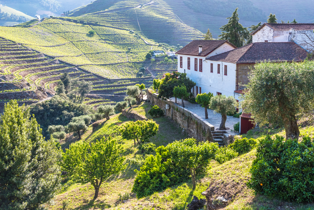 Aerial view of a vineyard and rolling green hills around Porto in the Douro wine region during the cheapest time to visit Porto
