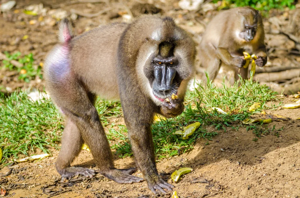 Mandrill monkeys eating bananas from the rainforest to indicate what the best time to visit Nigeria is