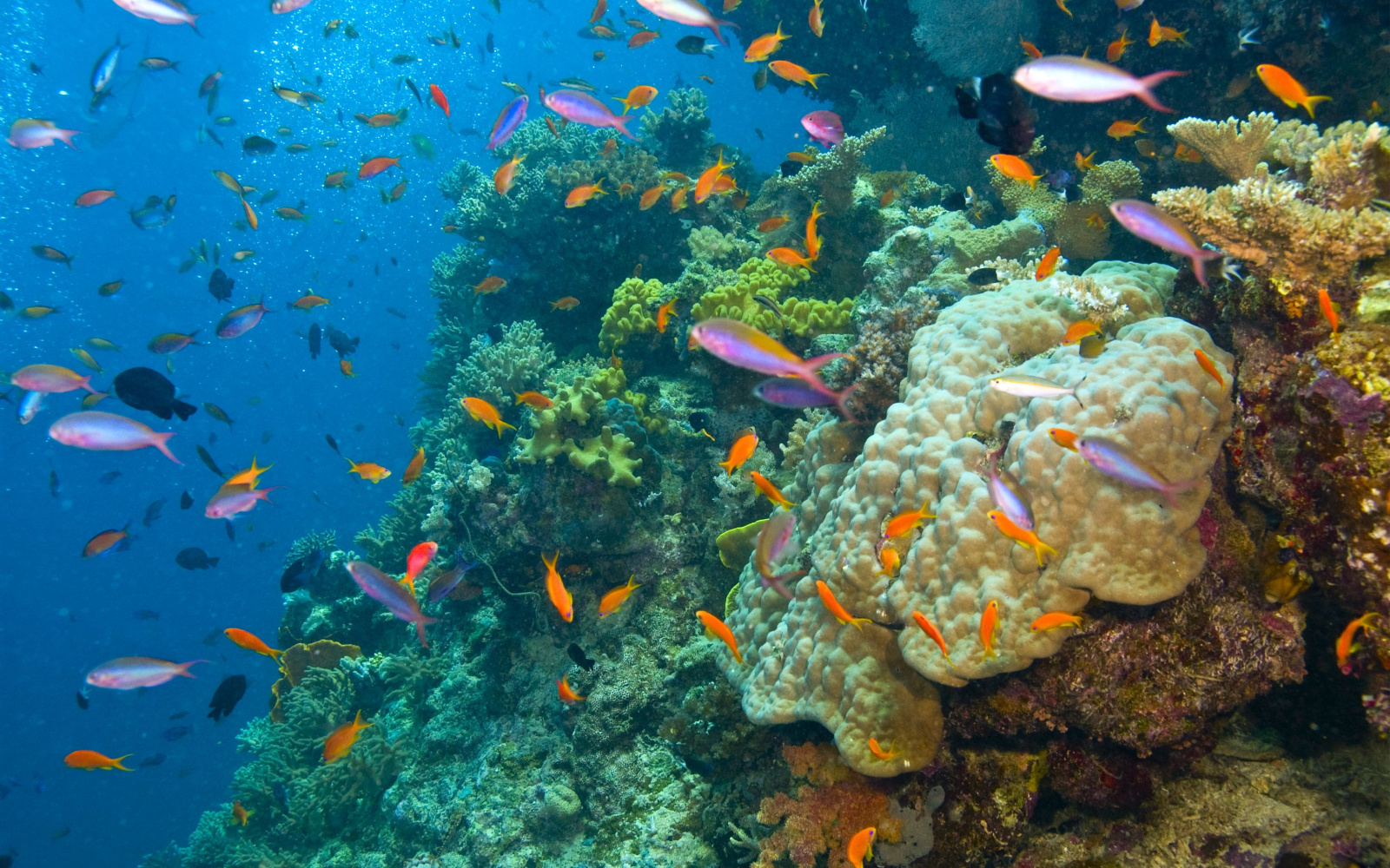Is the Great Barrier Reef Safe to Visit in 2023? | Safety Tips