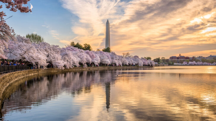 Sunset shot of the Washington Monument from the tidal basin with cherry trees blooming in spring for a piece showing the 10 best boutique hotels in Washington DC