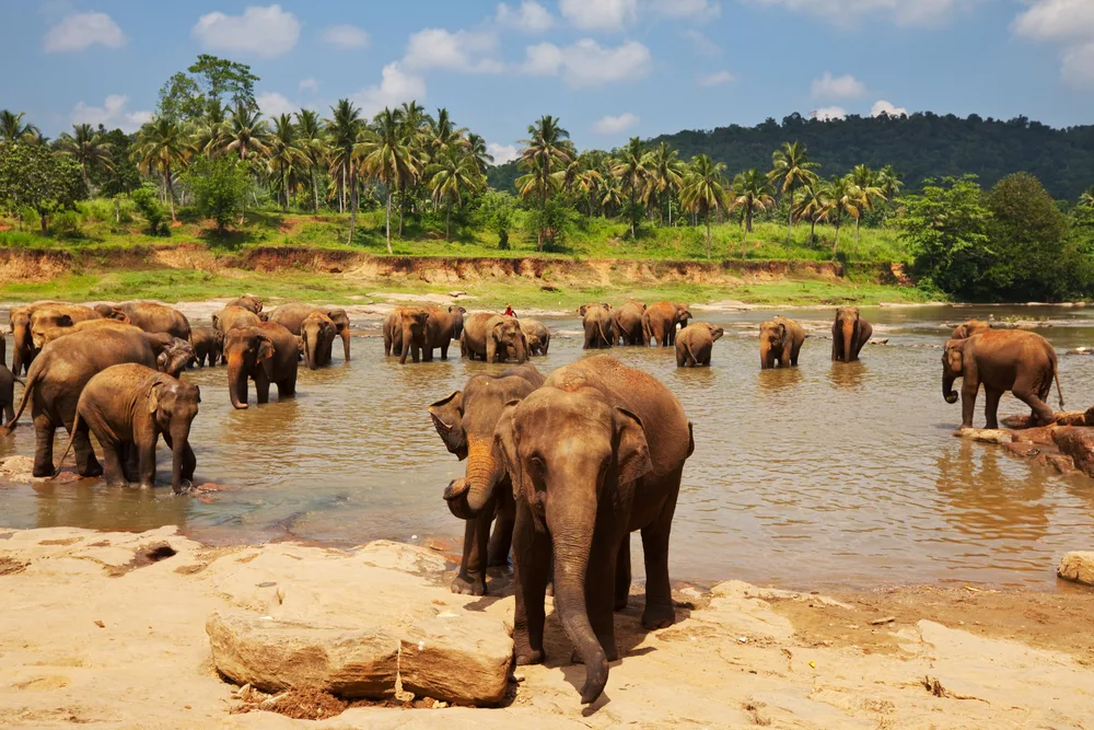 Photo of several elephants bathing in the river among palm trees to help answer the question is Sri Lanka Safe to Visit