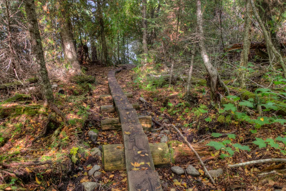 Moss-covered walking path running through the Isle Royale National Park with nobody around, taken during the fall, the overall least busy time to visit