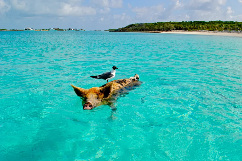 Brown and black pig swimming with a bird on its back for a piece titled Are the Bahamas Safe to Visit
