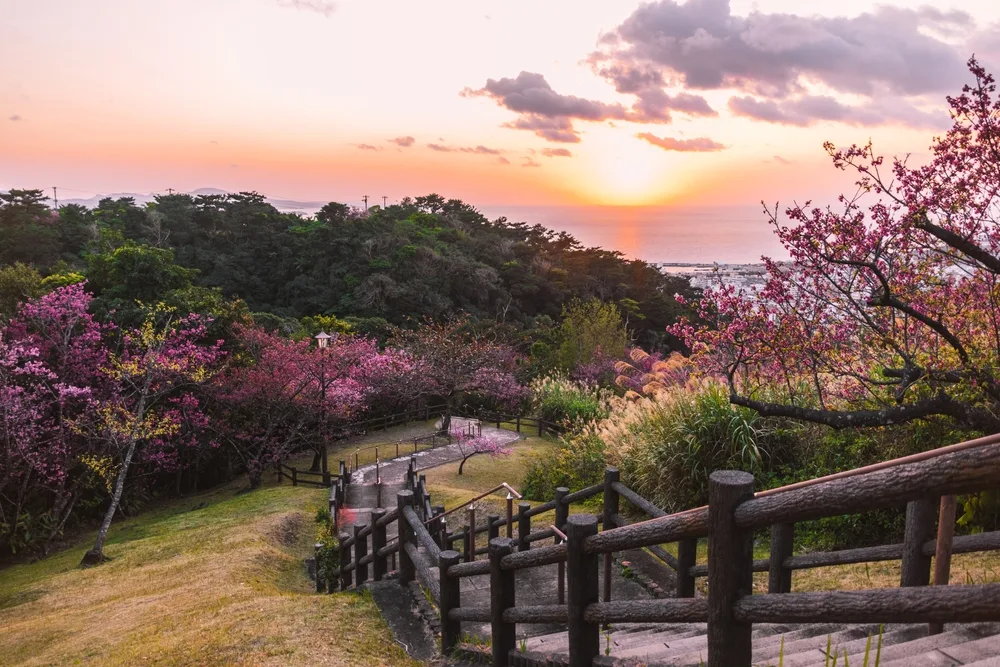 Gorgeous view of the cherry tree blossoms in Okinawa, pictured during the city's best time to visit