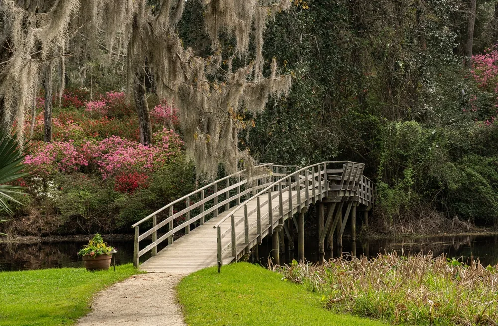 Midleton Plantation grounds with Spanish moss dripping from trees and a wooden bridge leading across a creek with flowers in bloom for a piece on the best boutique hotels in Charleston SC