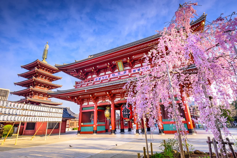Photo of the Sensoji Temple with cherry blossoms in full bloom to show that Tokyo is safe to visit