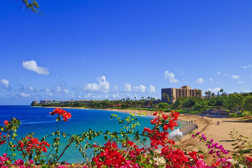 View of Kahana Beach, Maui with red flowers in the foreground on a clear day to show Maui as one of the best US vacations 