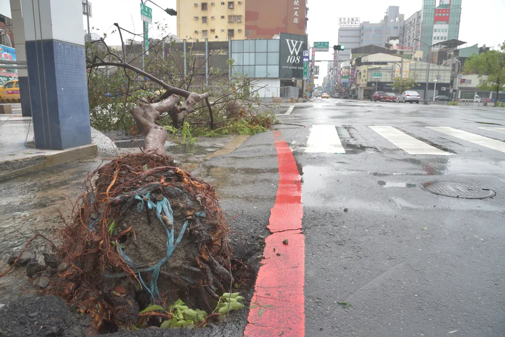 To show that Taiwan is safe to visit minus a few common issues, a photo of an uprooted tree pictured bent over on the ground outside of the modern downtown area