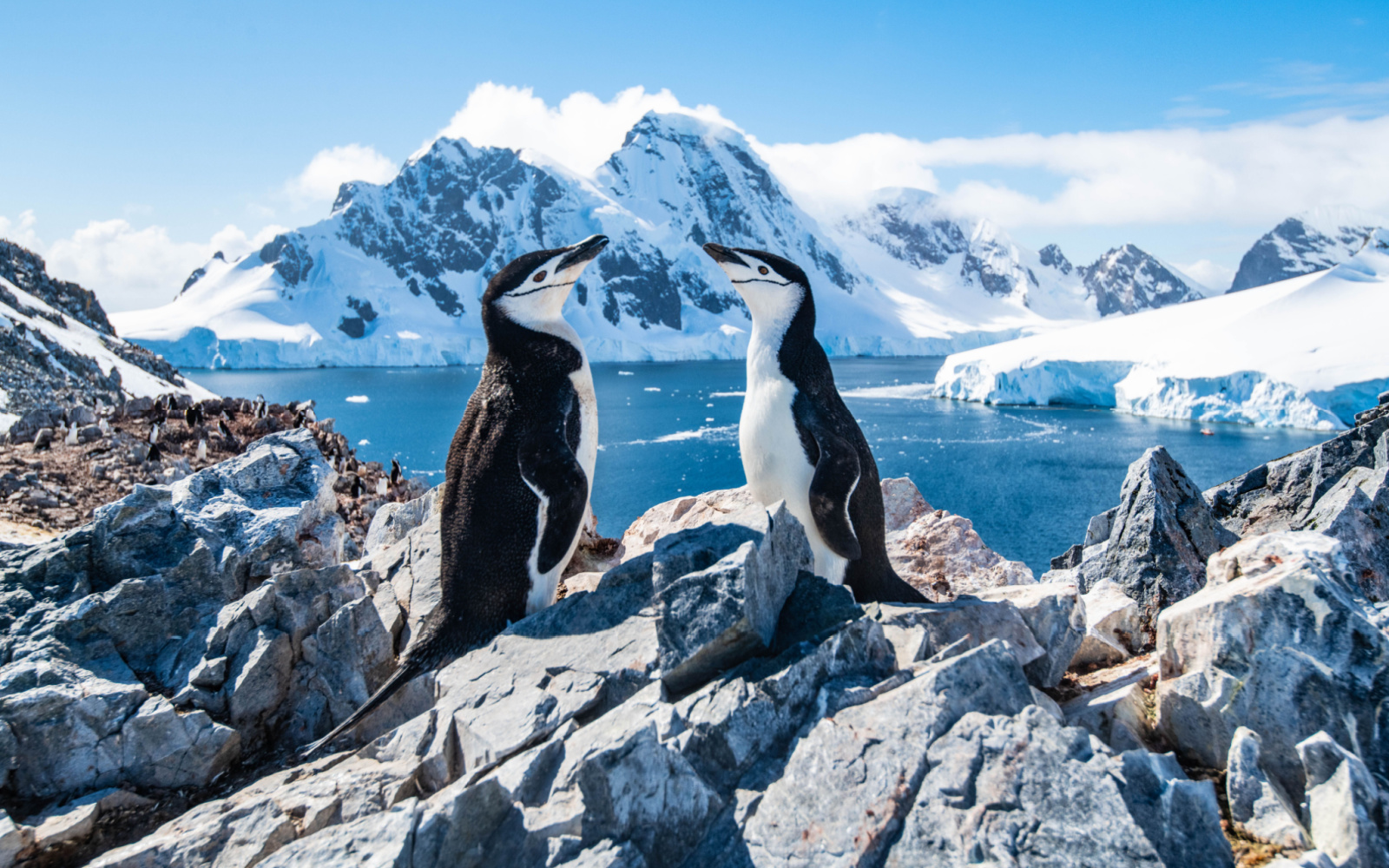 What a Trip to Antarctica Costs in 2024 | Average Prices