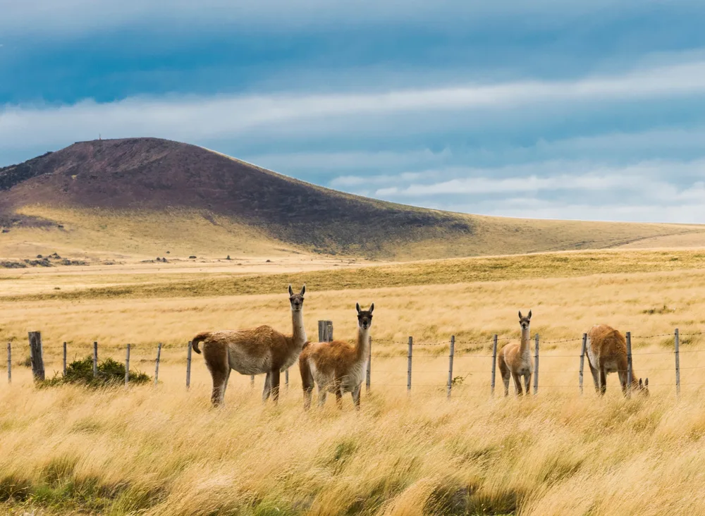 Curious lamas in the grass pasture of Argentina