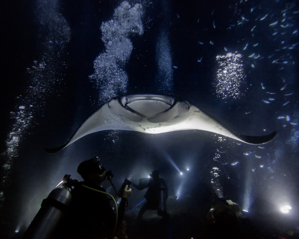 Underwater night view of a manta ray snorkeling in Kona, one of the best things to do in the Big Island