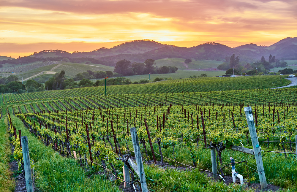 Sunset in summer at Napa Valley, California's Wine Country and vineyards are one of the best honeymoon destinations for new couples