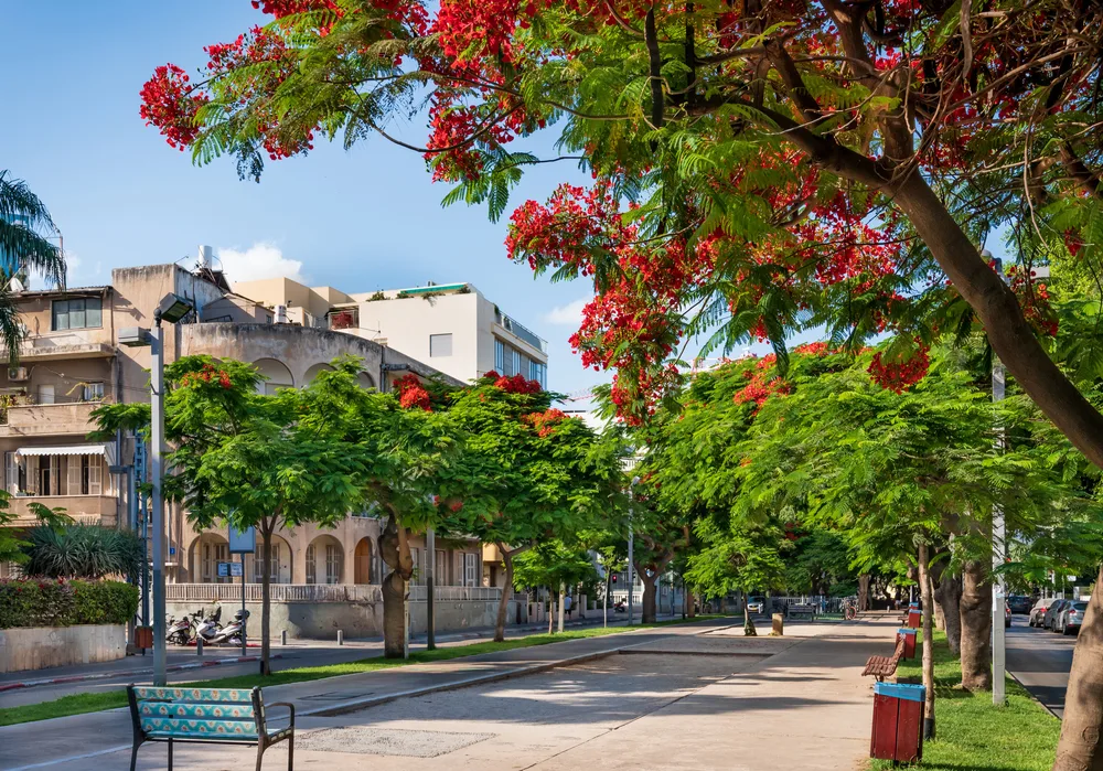 Delonis trees blooming on Rothschild Blvd in Tel Aviv during the off-season, the overall cheapest time to visit