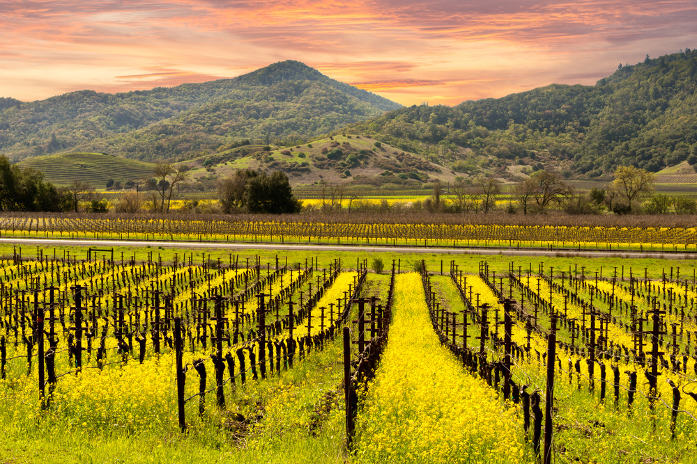 Napa Valley, CA vineyards with hills and mountains in the distance at sunset shows why it's one of the best places for couples to vacation in the US