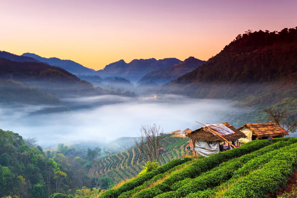 Famous tea plantation as seen in the morning during the best time to visit Chiang Mai with haze and fog in the valley