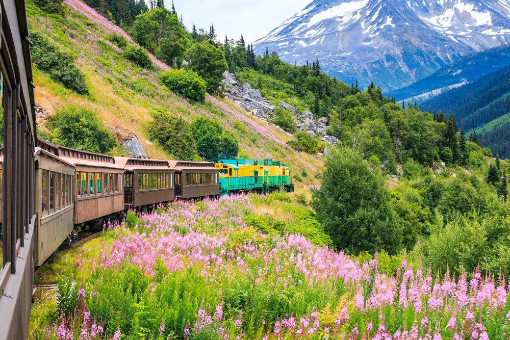 White Pass and Yukon Route Railroad pictured making its way past purple wildflowers for a guide on the average trip to Alaska cost