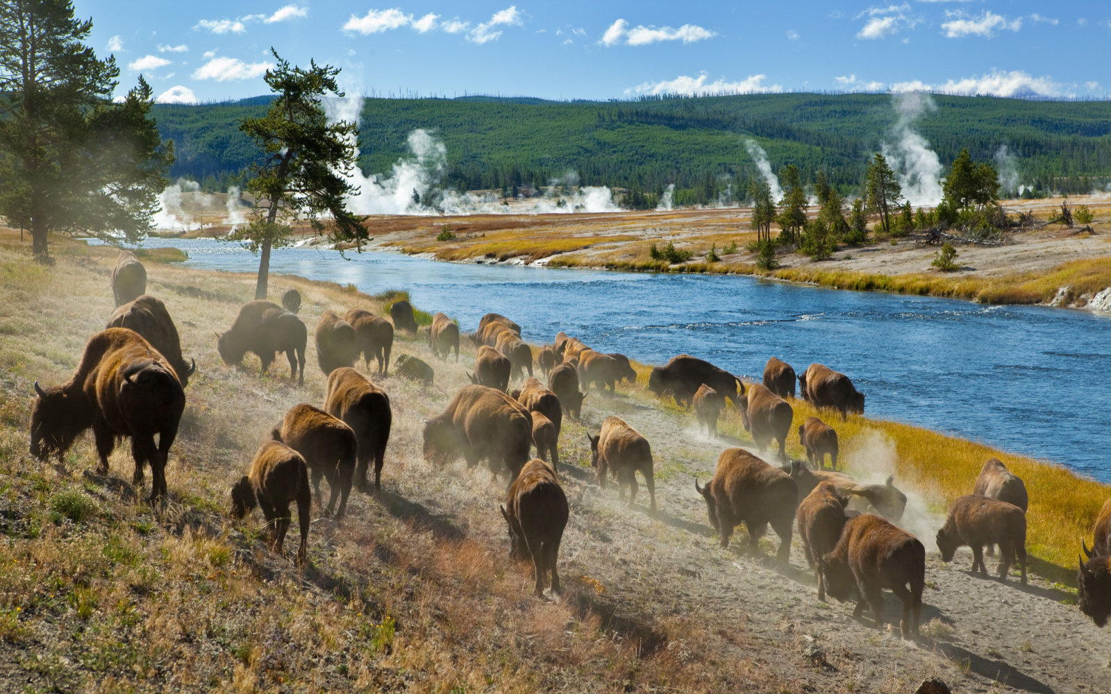 What a Trip to Yellowstone Costs in 2023 | Average Prices