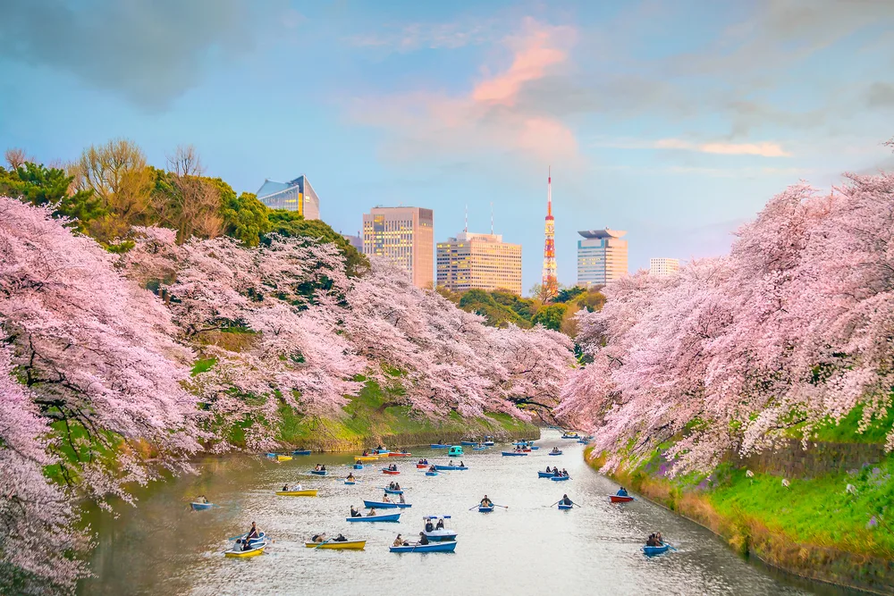 Chidorigafuchi Park in Tokyo during Cherry Blossom season pictured as one of the top picks for where to stay in Tokyo
