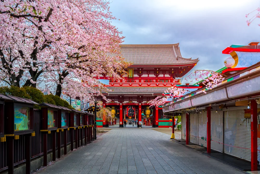 Neat view during the spring of cherry blossoms on trees outside of the Sensoji-ji Temple in one of our top picks for where to stay in Tokyo, Asakusa