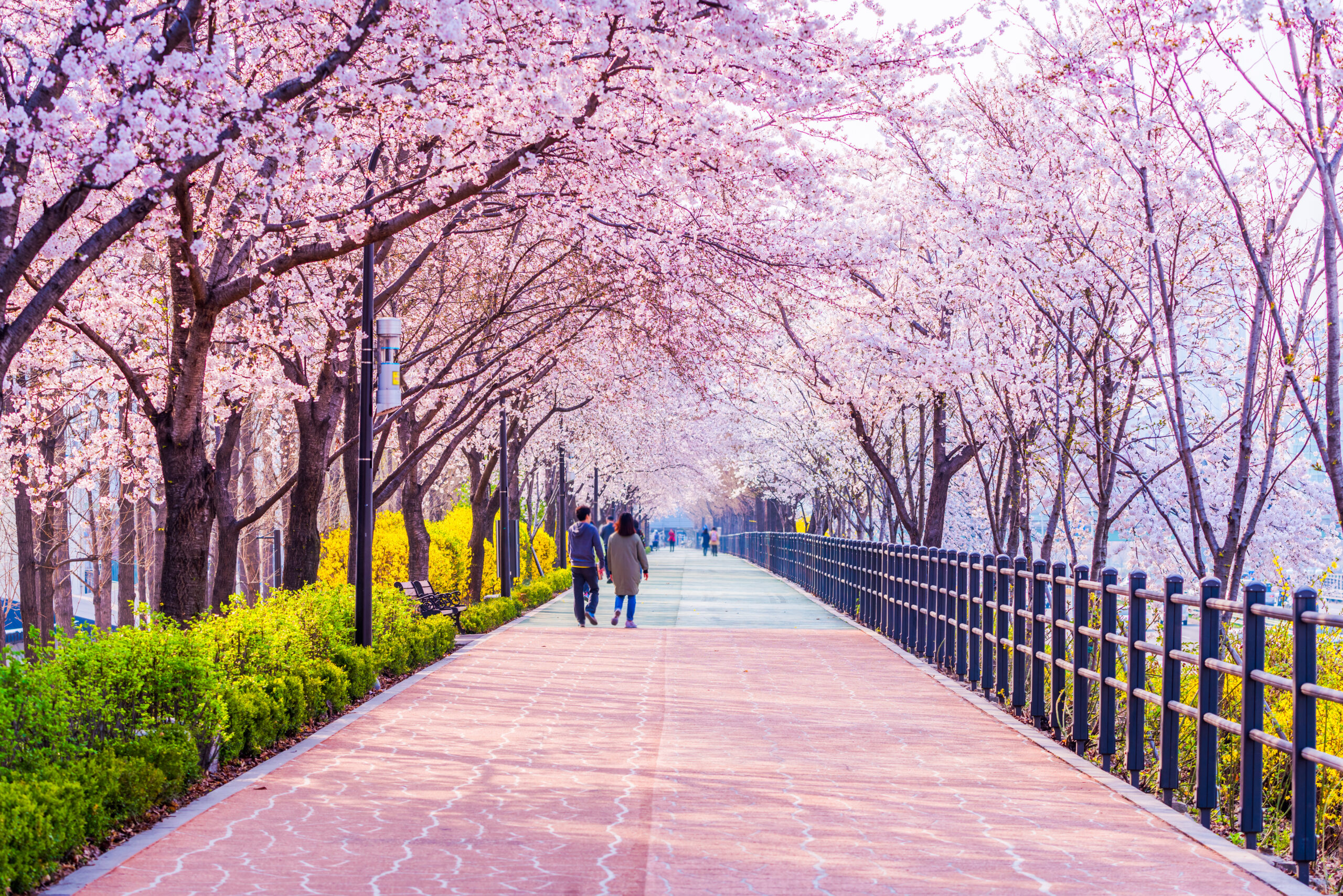 A couple walking down a walking path covered with cherry blossoms. 