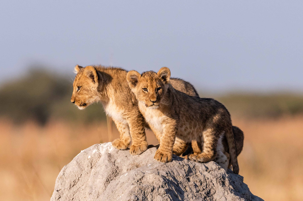 Two lion cubs climbing on the rock while looking at the surroundings in a savannah. 