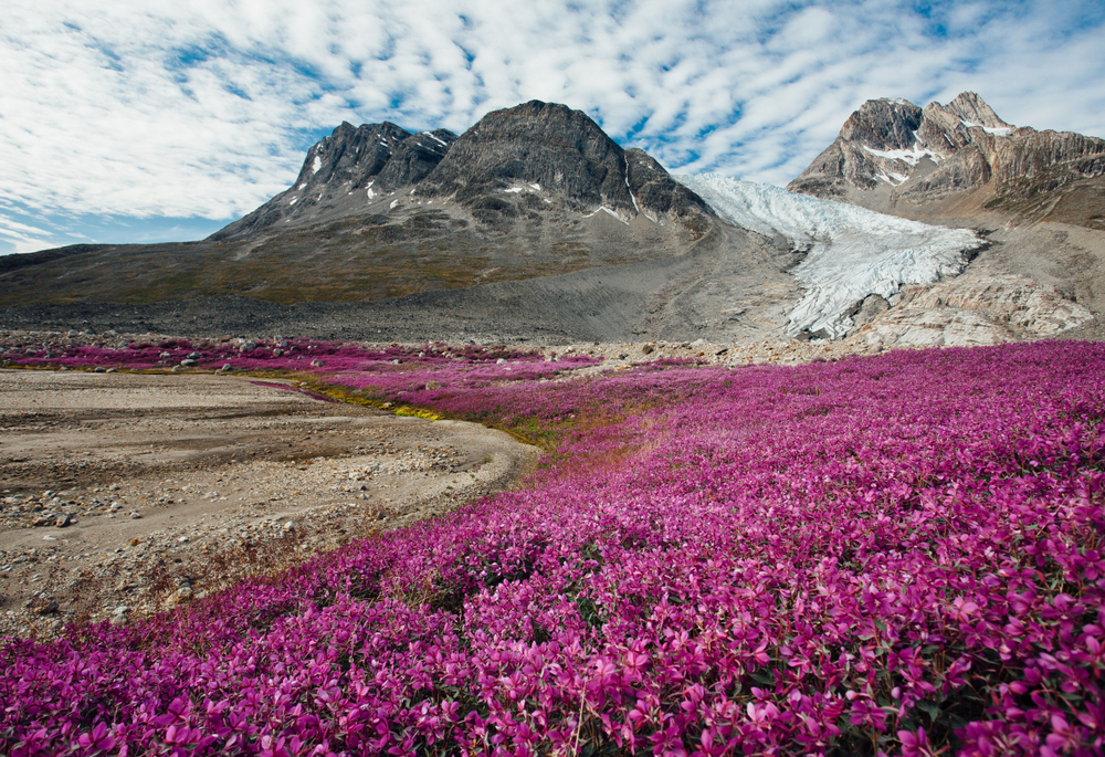 Glaciers tower over a bunch of purple flowers as an image for a guide answering Is It Safe to Visit Greenland