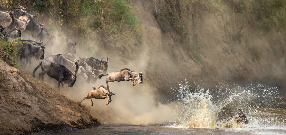 Wildebeests jumping on a water after a long trail. 