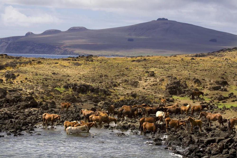 Wild horses seen enjoying the rocky shore where a peaceful landscape is seen in background. 