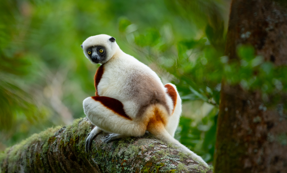 A wild lemur in Andasibe-Mantadia, a place for wildlife lovers and one of the best areas to stay in Madagascar, looking from behind while standing all-fours on a tree branch. 