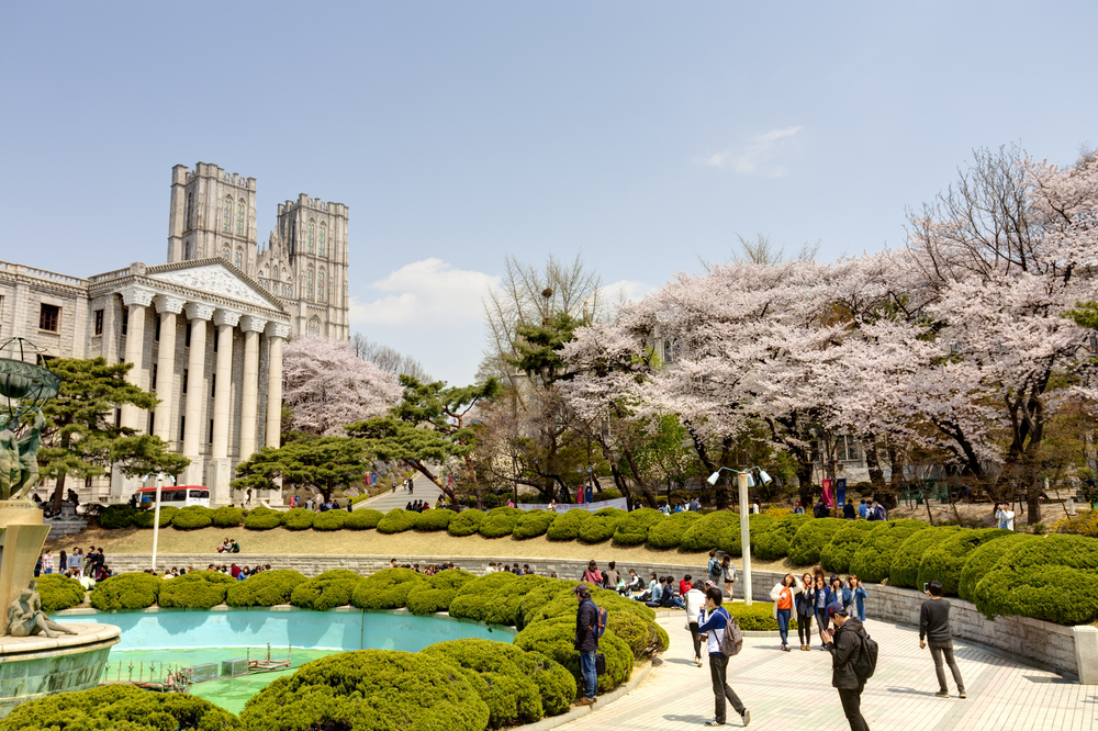 A huge ground in front of the Kuyng Hee University during a spring season, you students are enjoying the lush greenery, including cherry blossoms, on the side of the pathways, capture as a section image for an article about trip cost to Korea.
