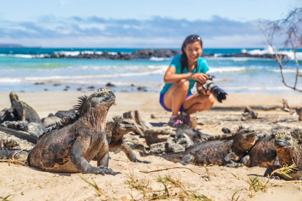A woman squatting while holding her camera on a beach, attempting to take a photo of an Iguana. 
