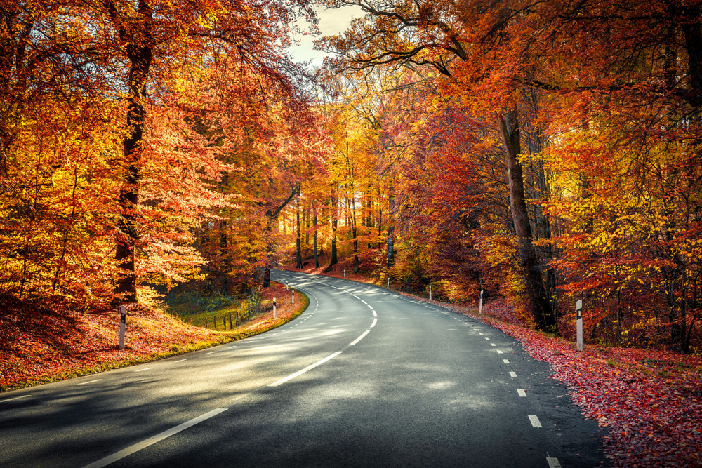 A road with no cars an people surrounded by trees during an autumn season. 