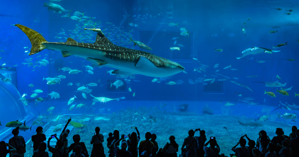Silhouette of people in front of the aquarium can be seen admiring a whale shark and several other species in the fish tank. 