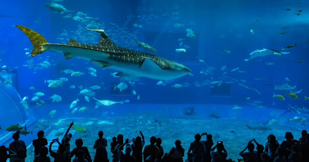Silhouette of people in front of the aquarium can be seen admiring a whale shark and several other species in the fish tank. 