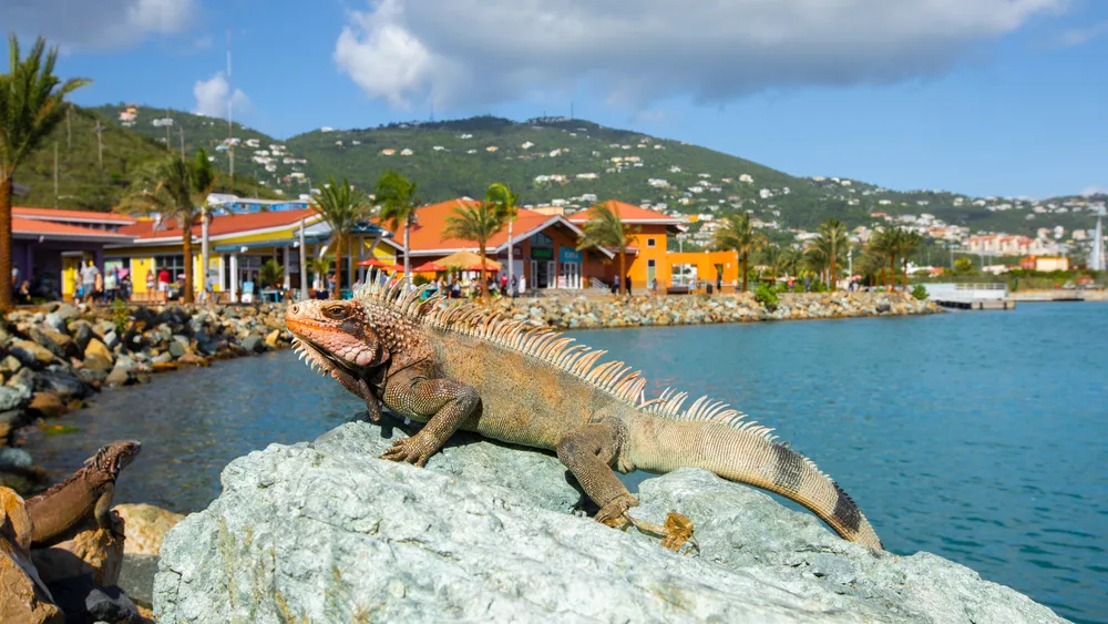 Iguana on a rock in the foreground and a wide bay with lots of colorful buildings surrounding it, with towering hills with vegetation covering them in the background