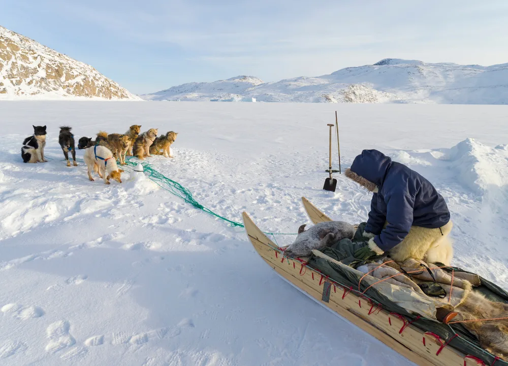 Photo of a group of sled dogs pictured on a glacier in North Greenland