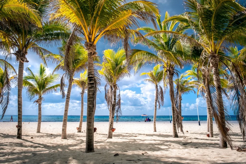 Coconut trees stand at the find white sand on a beach. 