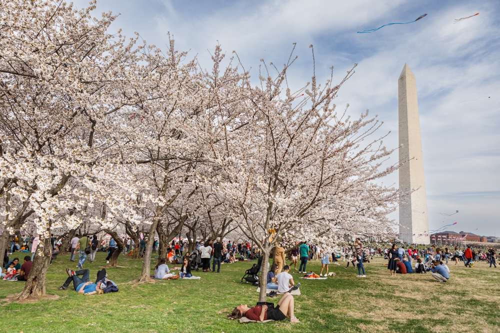 People laying down under the cherry trees beside the Washington Monument. 