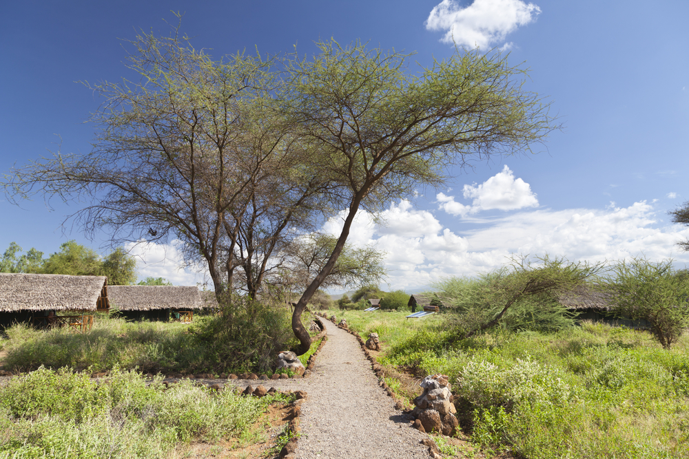 To illustrate how the cost of a trip to Kenya can vary, a gravel walkway goes by a safari resort in Amboseli National Park
