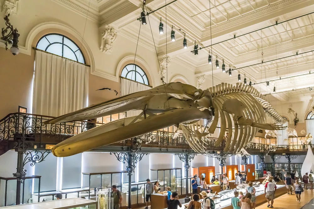 A fossilized skeleton of a gigantic creature hangs on ceiling of a museum, while people are busy looking at other historical displays. 